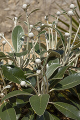 Pachystegia insignis