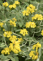Phlomis fruticosa	