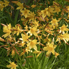 Lilium asiaticum 'yellow'