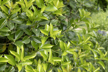 Osmanthus x fortunei