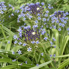 Scilla peruviana	

