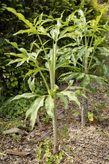 Dracunculus vulgaris schott