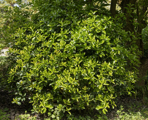 Osmanthus frangans