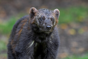 Wolverine (Gulo gulo) foraging in forest, native to Scandinavia, Russia, Siberia, Canada and Alaska