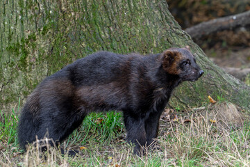 Wolverine / glutton / carcajou (Gulo gulo) foraging in forest, native to Scandinavia, Russia, Siberia, Canada and Alaska
