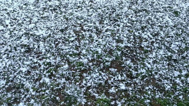 Erster Schneefall auf herbstlicher Wiese &ndash; dicke Schneeflocken, Wintereinbruch und Naturwandel im Wetterwechsel: Fr&uuml;her Winter trifft auf unber&uuml;hrte Landschaft