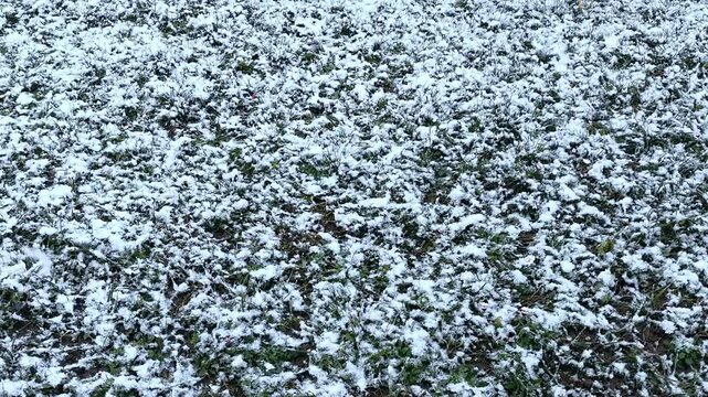 Erster Schneefall auf herbstlicher Wiese &ndash; dicke Schneeflocken, Wintereinbruch und Naturwandel im Wetterwechsel: Fr&uuml;her Winter trifft auf unber&uuml;hrte Landschaft