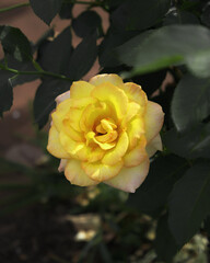 Blooming Flower Closeup Vibrant Nature