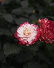 Blooming Flower Closeup Vibrant Nature