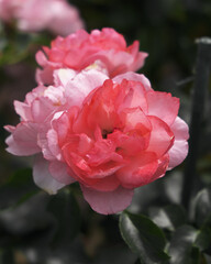 Blooming Flower Closeup Vibrant Nature