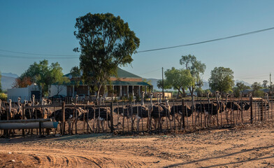 Ostrich hens on parade.