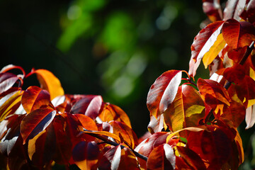 piękne jesienne kolory natury