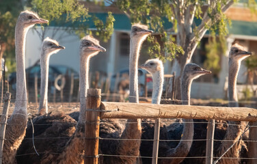Inquisitive ostrich hens,