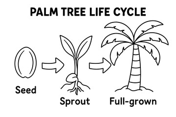 Obraz premium Palm Tree Growth. Palm tree life cycle children?s coloring book illustration, outlined drawing, three simple stages showing a seed, sprout, and full-grown palm