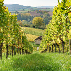 Bunter Herbst im Weinberg