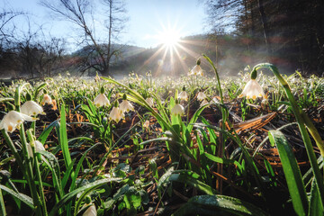 Snowdrops bloom in misty morning sunlight.