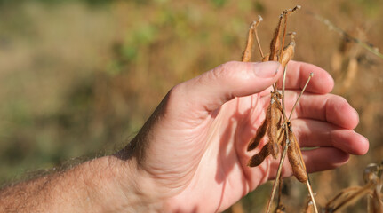 Ripe Soybean Plants in a Man's Palm. Sun Shadows. Blurred Background of a Brown Soybean Field....
