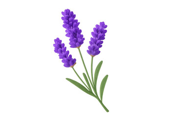 Obraz premium Lavender flower composition illustrating botany, aromatherapy, and natural wellness concepts on transparent background