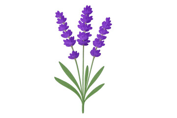 Fototapeta premium Lavender flower bouquet representing natural beauty and botanical essence, isolated on a transparent background