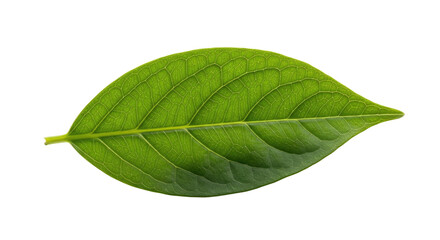 Obraz premium Vivid green leaf with prominent veins on a stark black background
