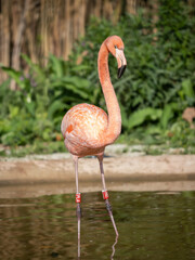 Captive flamingo standing in water.
