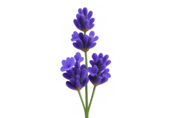 Lavender flowers with purple blossoms creating a calming aroma and natural beauty on transparent background