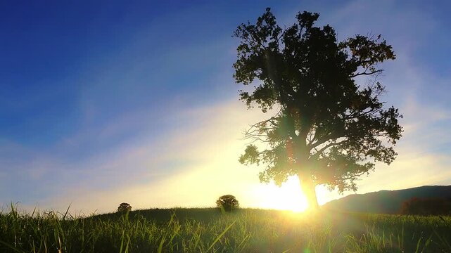 von aufgehender morgendlicher Sonne angestrahlter gro&szlig;er Baum  &ndash; Natur, Lichtstimmung und Wetterdynamik im Sonnenaufgang &ndash; beeindruckende Naturaufnahme bei Tagesanbruch im Zeitraffer
