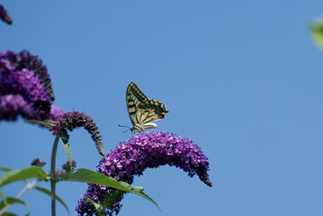 Old World Swallowtail or common yellow swallowtail (Papilio machaon) sitting on summer lilac in Zurich, Switzerland