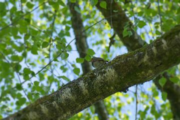 European robin (Erithacus rubecula) sitting on a tree branch in Zurich, Switzerland