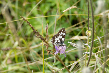 Marbled White (Melanargia galathea) butterfly sitting on a small scabious in Rougemont, Switzerland