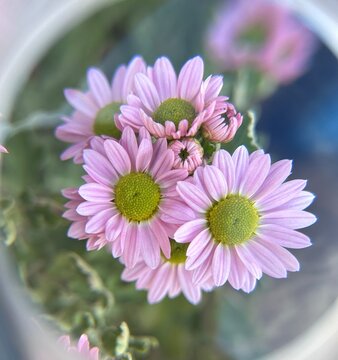 pink chrysanthemum  