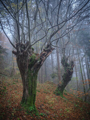 Ancient moss-covered trees in a foggy autumn forest.