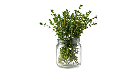 Fresh Green Thyme Sprigs Neatly Arranged in a Clear Glass Jar
