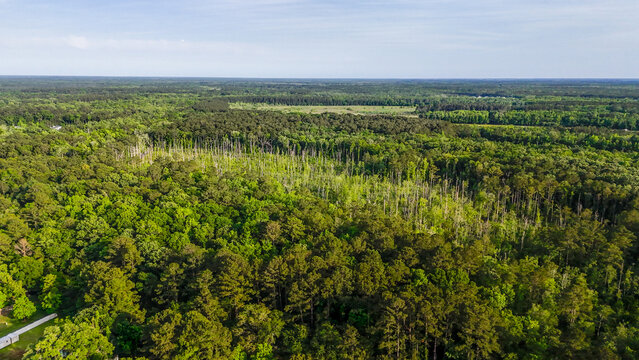Aerial landscape of Richmond Hill trees in forest sunny summer day in Bryan County Georgia