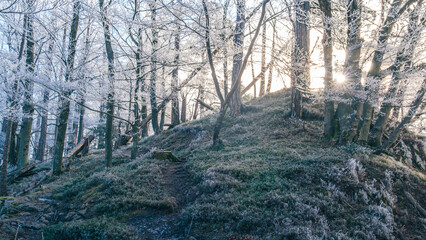 Sunlight streams through a frosty forest on a winter morning.