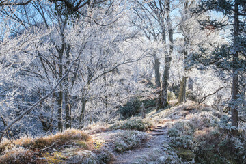 A frosty forest path winds through trees covered in ice.