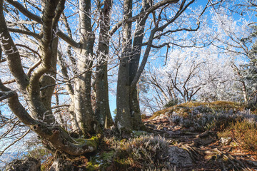 Frosted trees and branches on a sunny winter day.