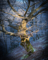 Frosted tree branches in a winter forest with sunlight.