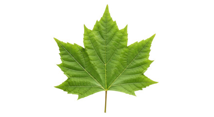 Fototapeta premium Vivid, isolated, and natural maple leaf with textured details against black