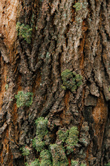 Textured Tree Bark Featuring Vibrant Green Moss Growth in a Natural Environment Setting