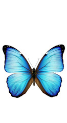 Fototapeta premium A vibrant butterfly with blue wings against a stark, black background