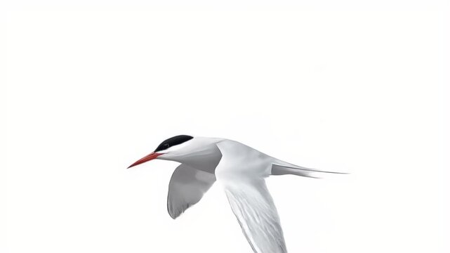 Arctic Tern in Flight Against White Background.