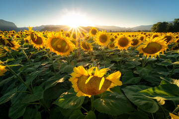 Sunflowers bathed in the golden light of sunrise.