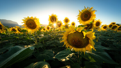 Sunflowers bathed in golden hour light.