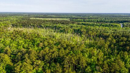 Fototapeta premium Aerial landscape of Richmond Hill trees in forest sunny summer day in Bryan County Georgia