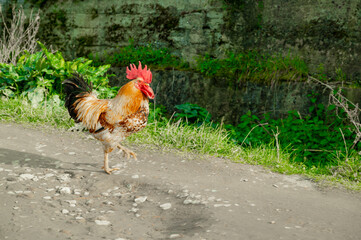 Rooster walking on a dirt country road in a rural area.