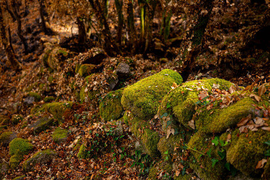 Moss covered rocks on a forest floor with autumn leaves The Vibrant Life in a Fall Forest