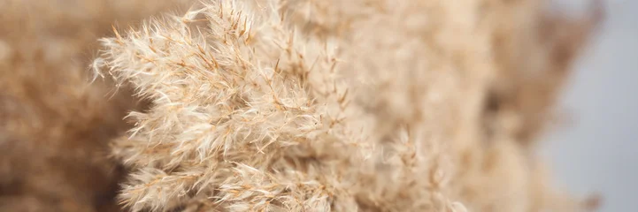 Wandcirkels Ziekenhuis Close-up of soft beige pampas grass with delicate feathery texture in natural light.  © elenavolf