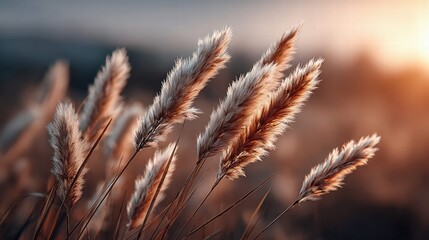Golden hour illuminates fluffy pampas grass in a serene field.