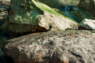 Close-up view of coastal stones covered with seaweed as sea waves create splashes around them.